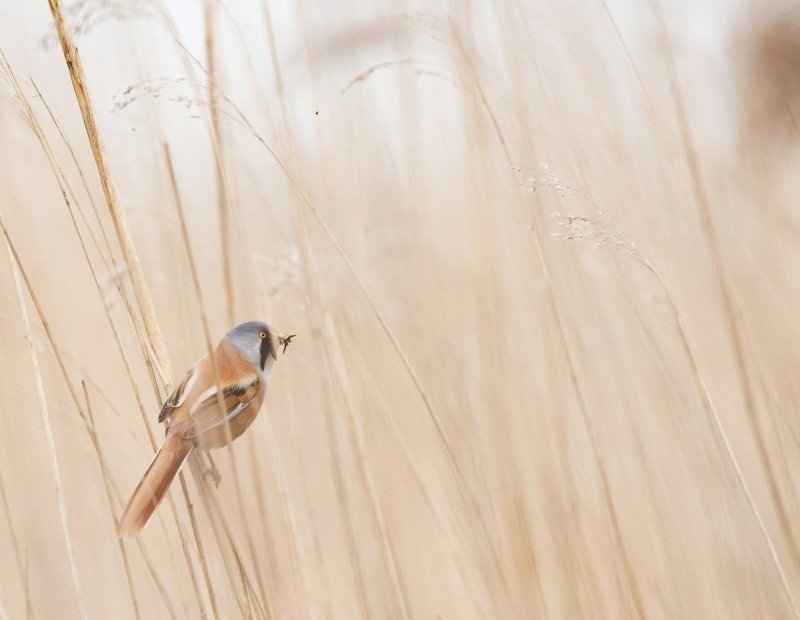 Fotosafari Oostvaardersplassen