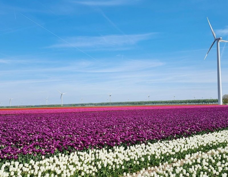 Tulpenroute flevoland