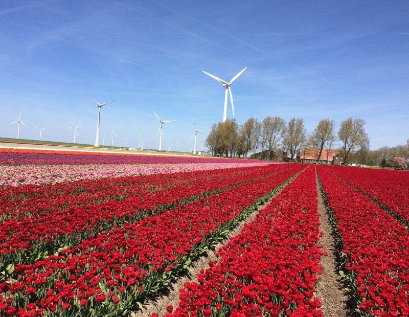 Tulpenvelden flevoland